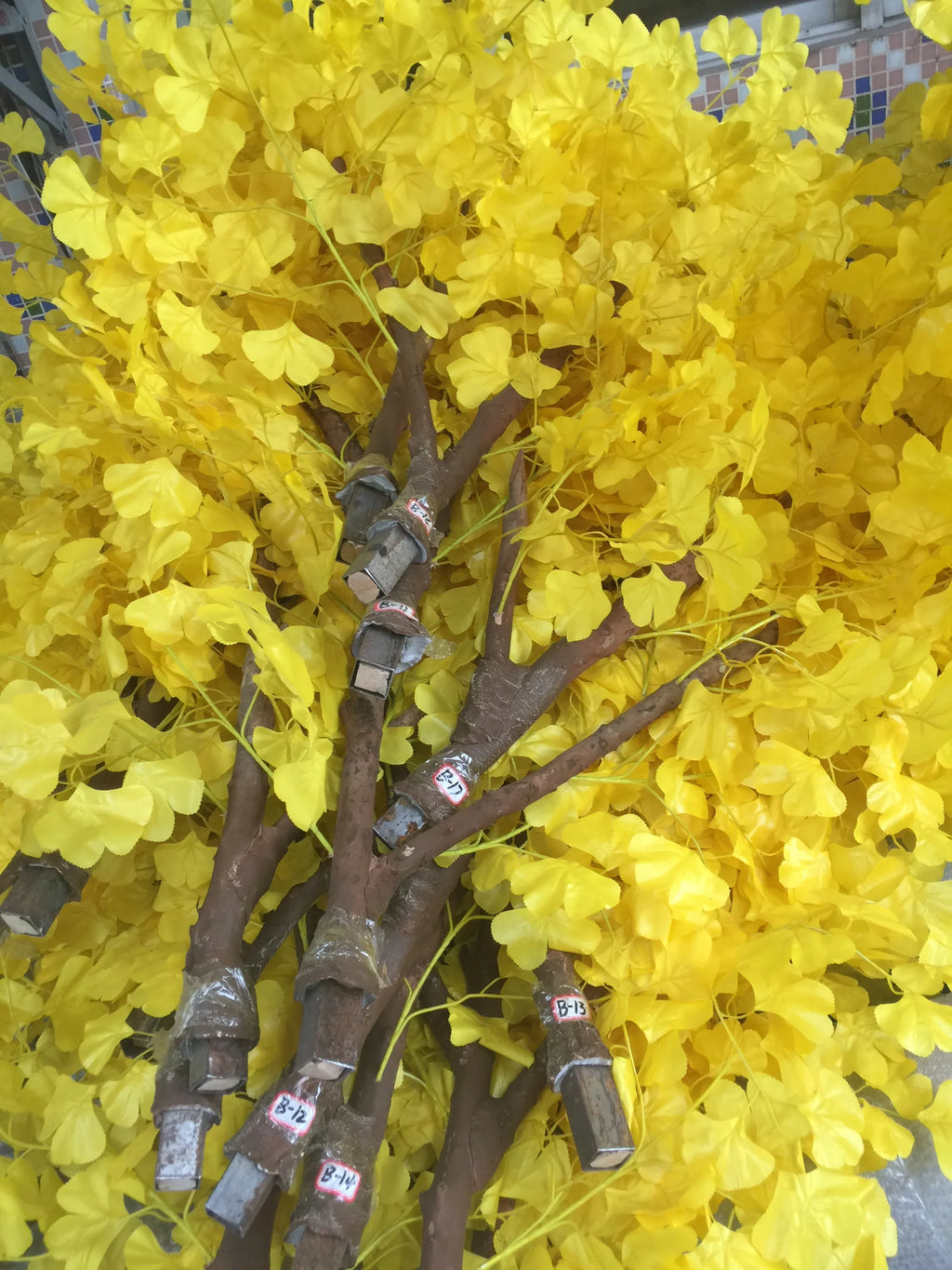 The trunk and branch frame of the ginkgo tree beneath its leafy canopy