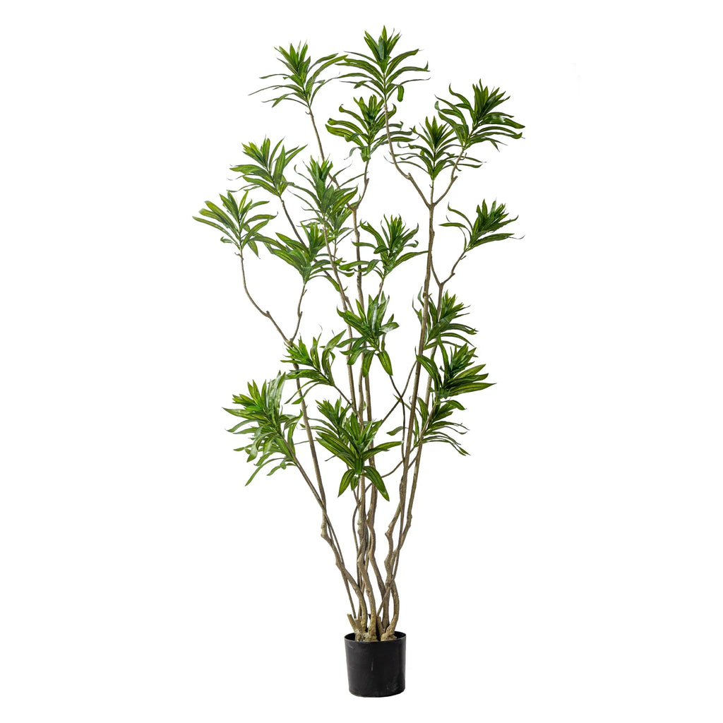Bamboo foliage seen against the light, its leaves layered in fine sprays