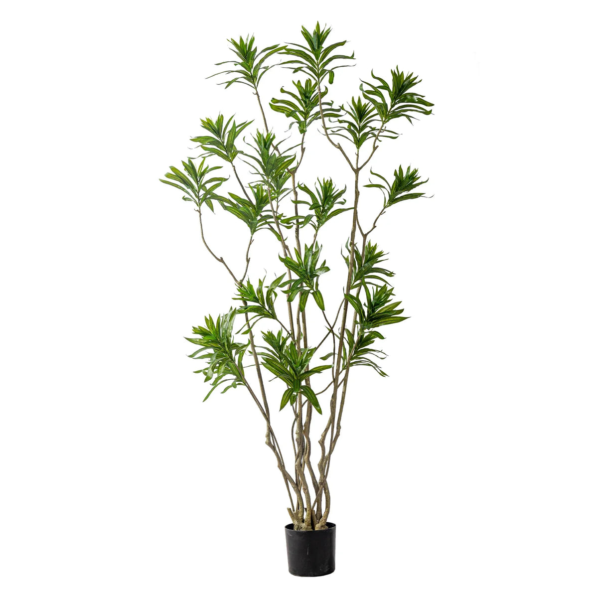 Bamboo foliage seen against the light, its leaves layered in fine sprays