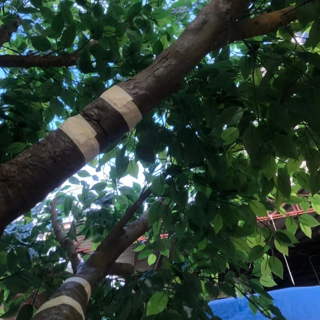 The ficus tree used outdoors on a restaurant terrace beside the dining tables