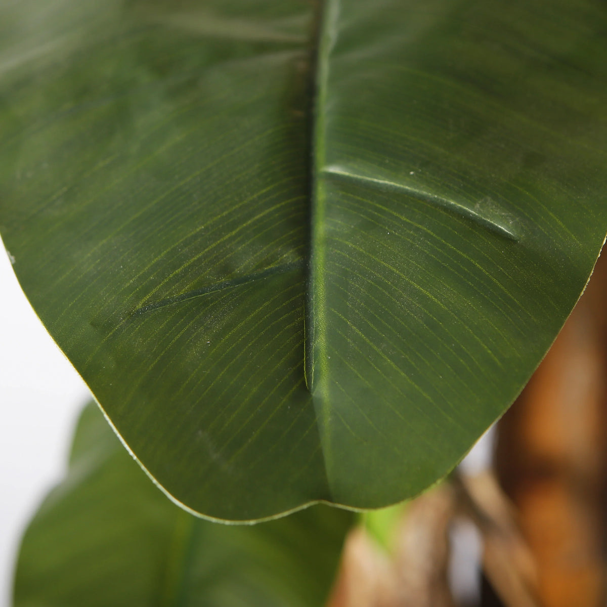 The thick stem of the 360cm banana tree rising out of its potted base