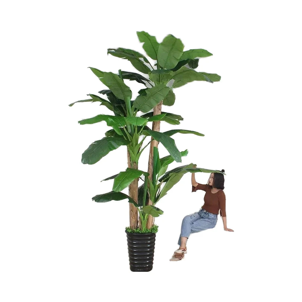 The 12ft banana plant in an office lobby, leaves reaching high overhead