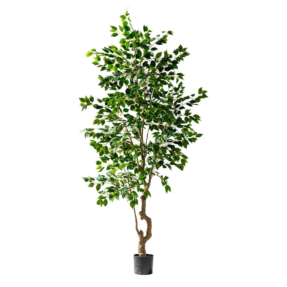 The banyan in an office reception, softening the corner beside a desk