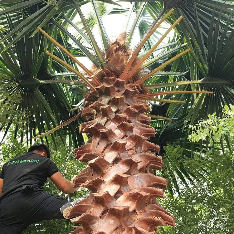 The slender trunk of the Washingtonia palm, textured with fibrous bark