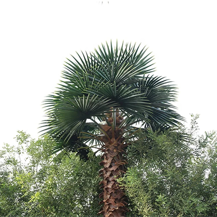 Close-up of a Washingtonia fan leaf showing the deep pleats and split tips