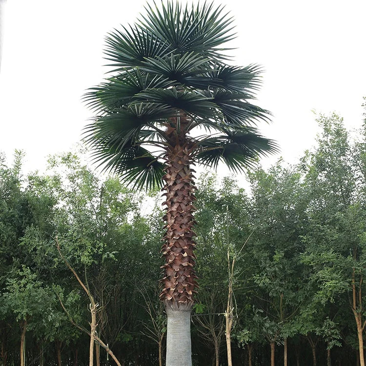Artificial Washingtonia palm, with fan leaves crowning a tall trunk