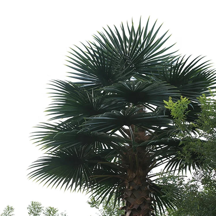 The palm crown seen from below, fan leaves radiating against the sky