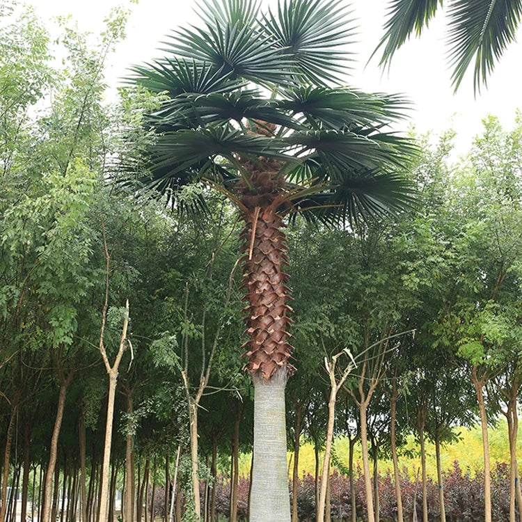 Base of the Washingtonia palm where the trunk sets into the ground
