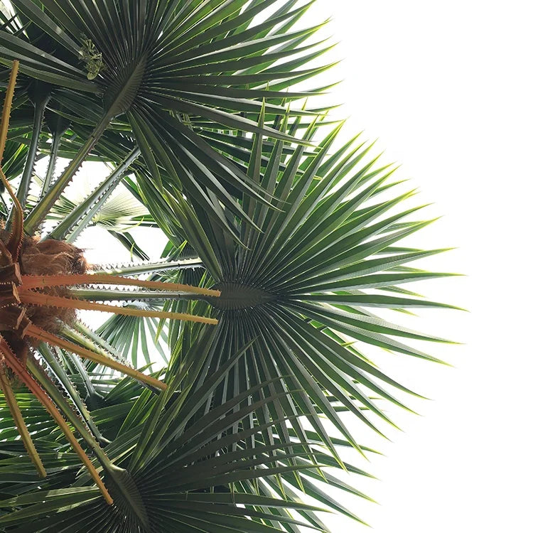 The Washingtonia palm planted outdoors along a paved boulevard walkway