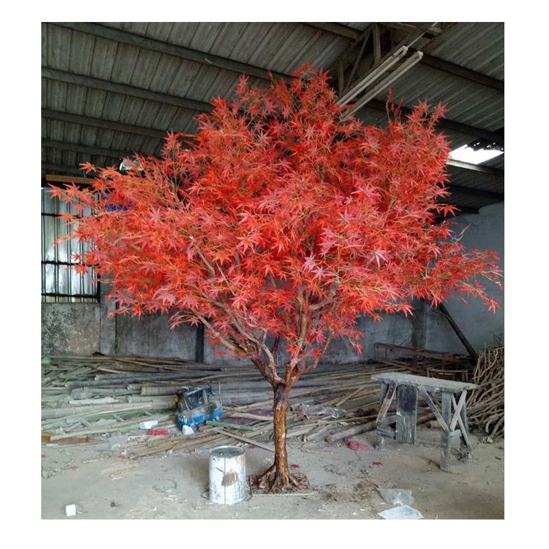 The trunk and branch structure of the 300cm red maple beneath its canopy