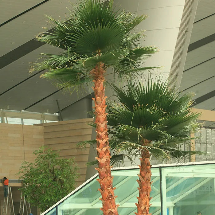 The coconut palm used indoors as tropical greenery beside a tall window