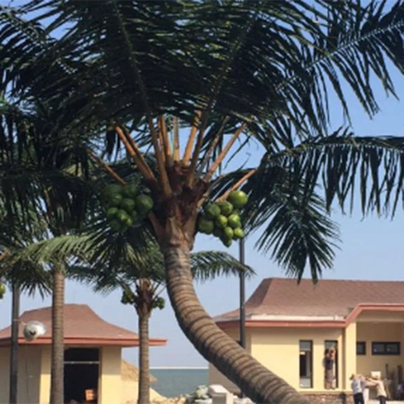 The date palm in a hotel lobby with its fronds spreading above the floor