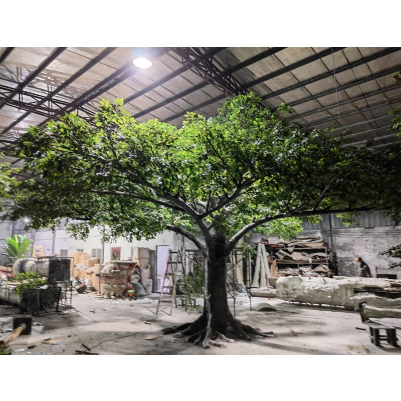 The 6.7ft and 15ft banyan trees shown together to compare their heights