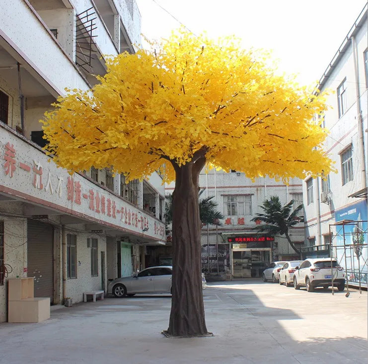 The 2m and 5m ginkgo trees shown together to compare their heights