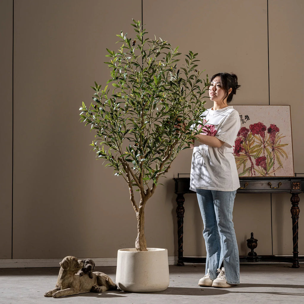 The olive tree used outdoors on a patio standing beside a stone wall