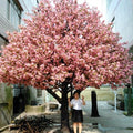 Artificial cherry blossom tree 16ft (5m) tall, blossom set on a natural trunk