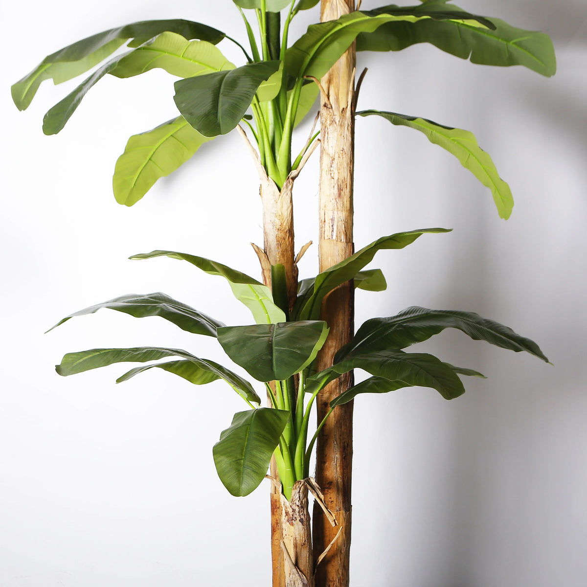 The 11.8ft banana tree in an office lobby standing beside a glazed wall