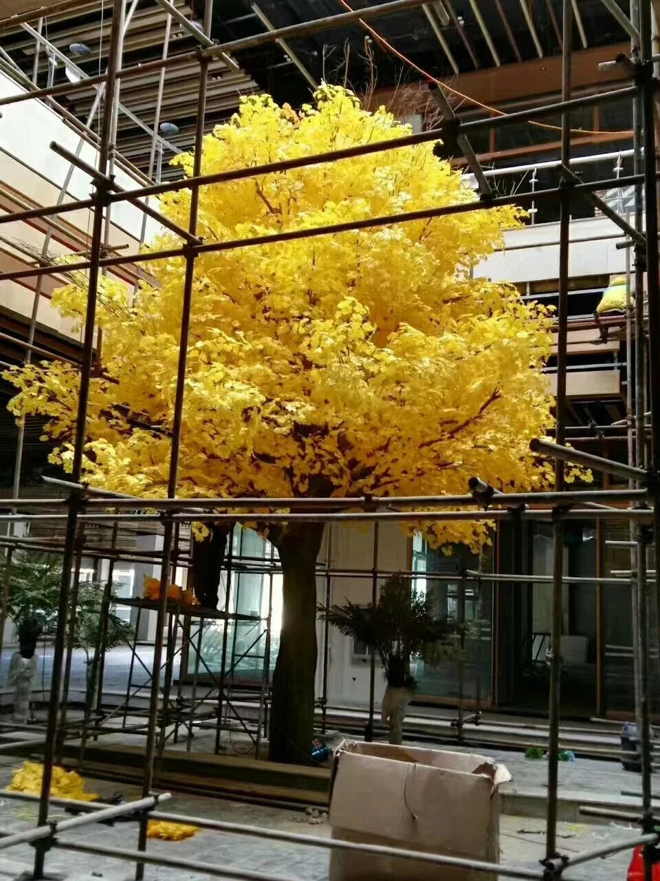 The 5m ginkgo tree in a hotel lobby, canopy reaching high above the floor