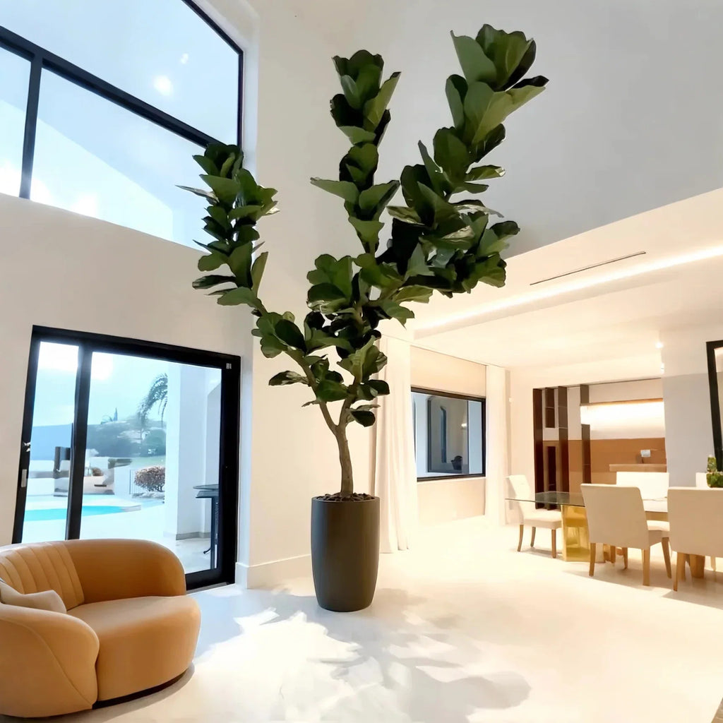 Artificial fiddle leaf fig 10ft (3m) tall, potted, large violin-shaped leaves upright