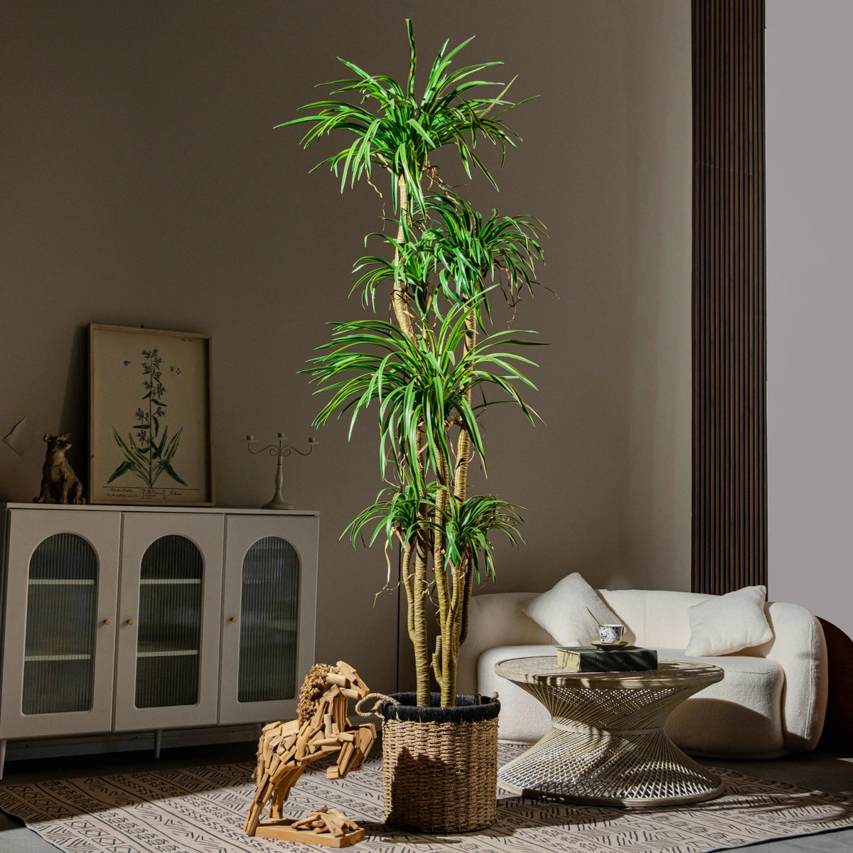 The bare canes of the dracaena rising in a staggered cluster from the pot