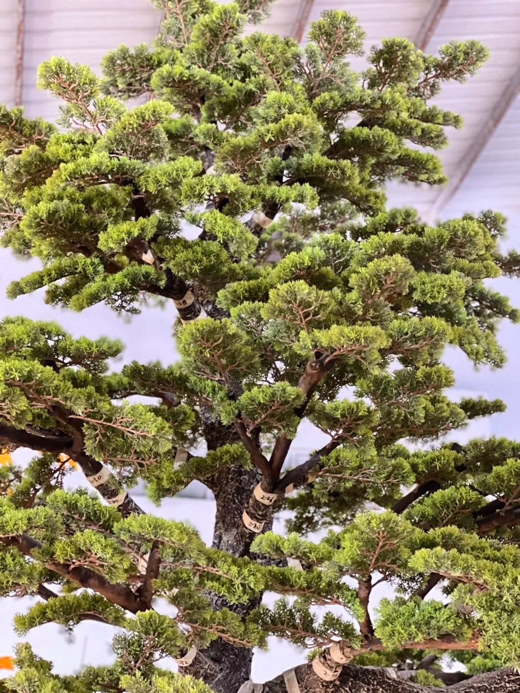 Textured fibreglass trunk on the 4m pine, moulded with deep bark ridges