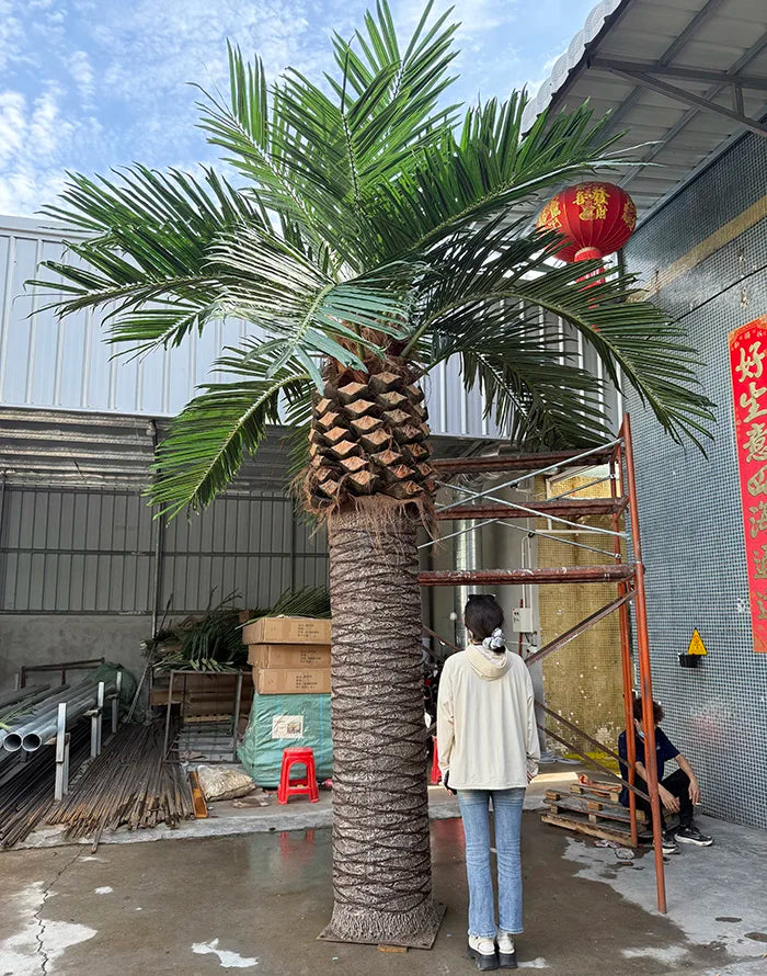 Base of the 3m coconut tree where the trunk meets the ground fixing