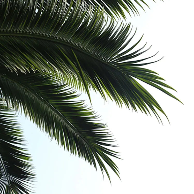 Fronds of the 7ft coconut tree seen from below against a bright sky
