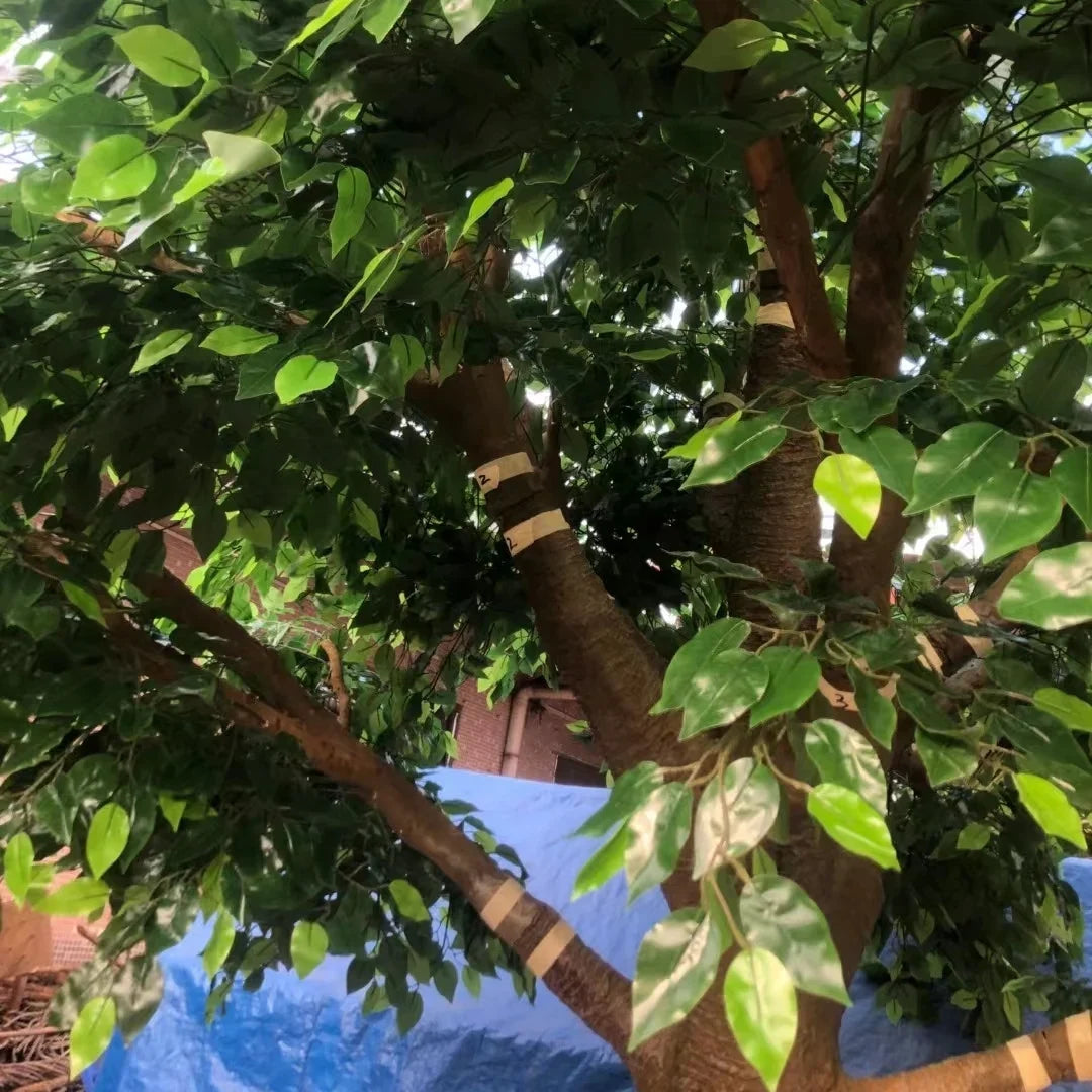 The 10ft banyan ficus in a hotel lobby, canopy spreading above the seating