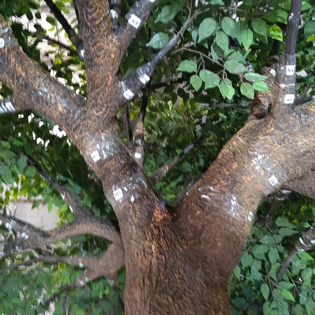 The same 5m banyan planted outdoors as a large-scale landscape feature