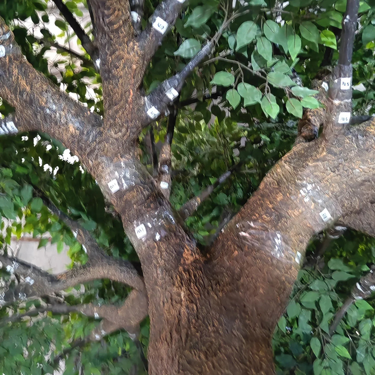 The same 5m banyan planted outdoors as a large-scale landscape feature