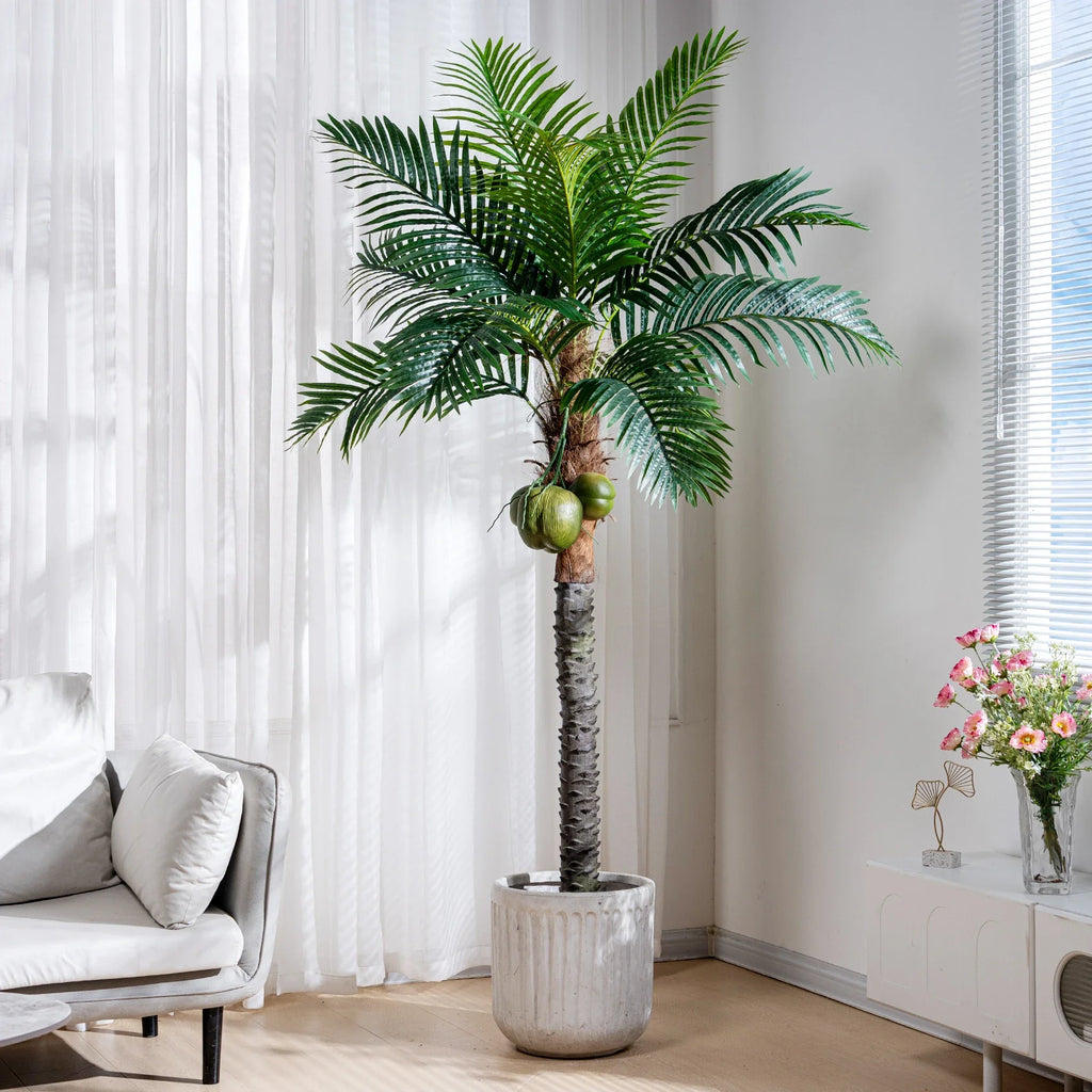 The potted coconut tree used indoors as a tropical corner feature plant