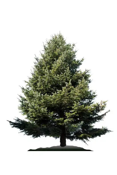 Branch tiers of the pine tree seen from the side, opening out in layers