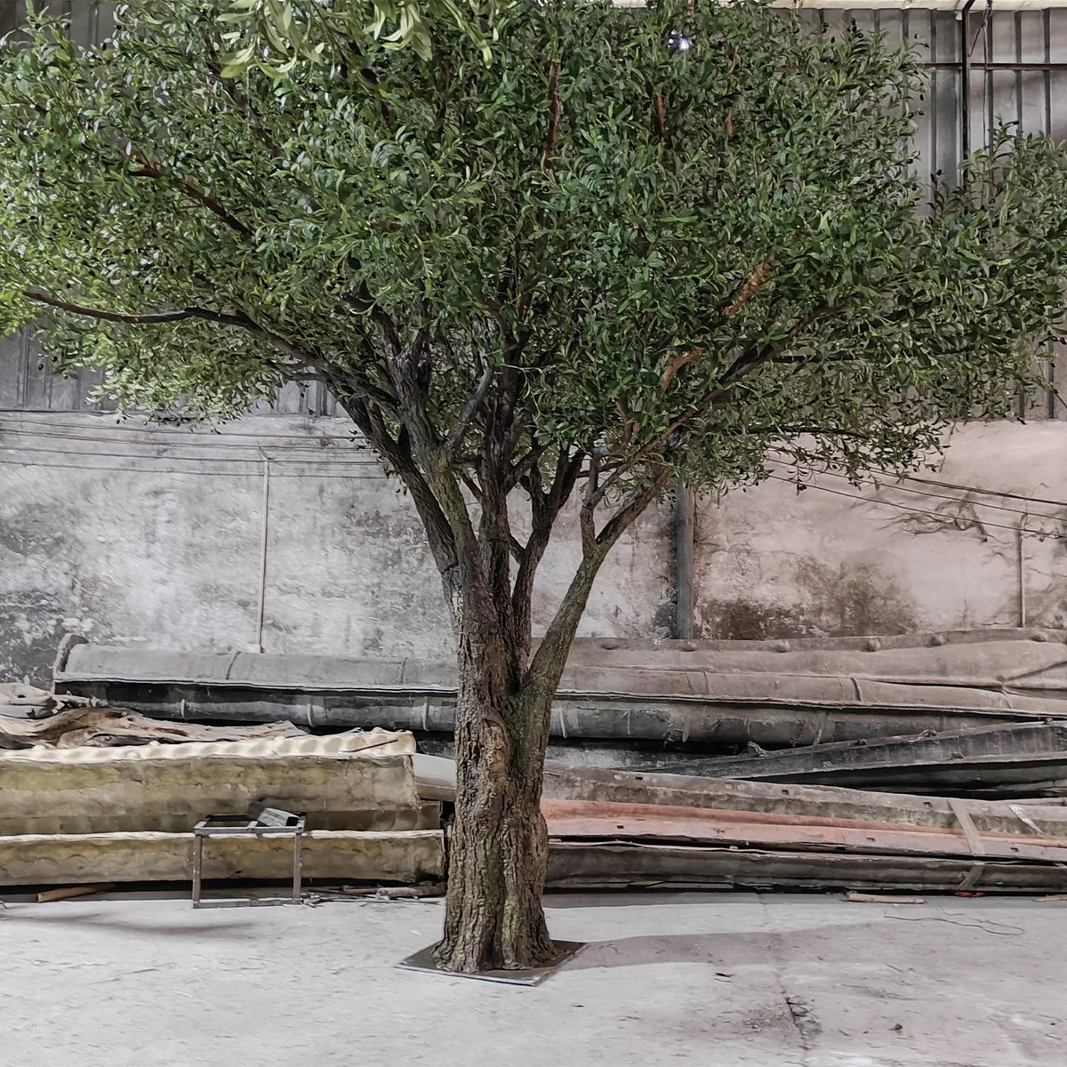 Base of the banyan where the trunk and roots meet the floor planter edge