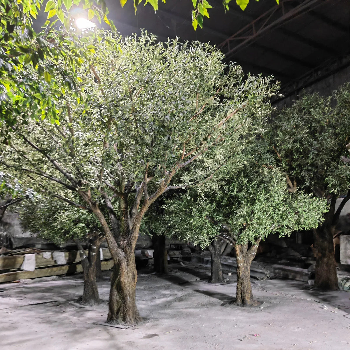The crown of the 14ft olive tree seen from below against a bright ceiling