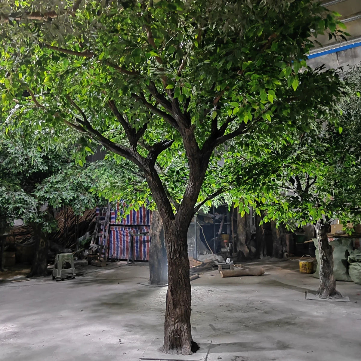 The banyan tree in a restaurant interior, branches over the dining tables