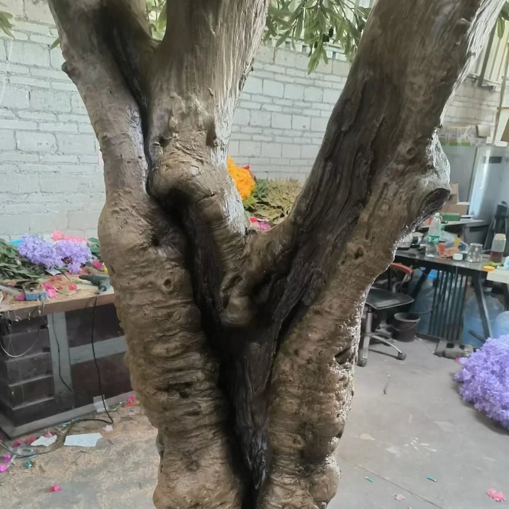 The 3.5m olive tree used indoors as a tall feature plant in a corner