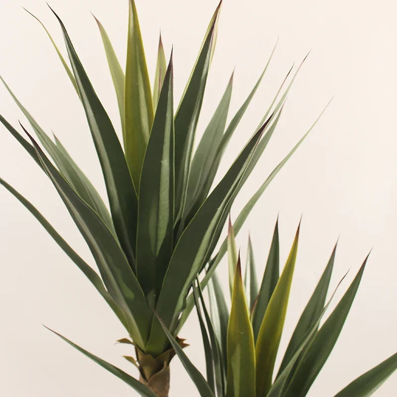The rosette centre of the agave plant where the leaves fold in tightly together