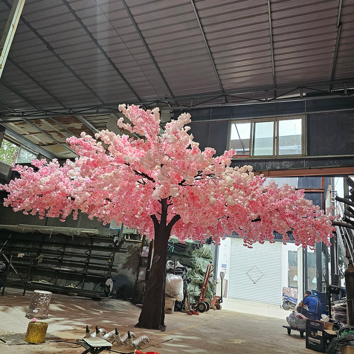 Close-up of the blossom and the sculpted trunk on the 10x20ft cherry bonsai