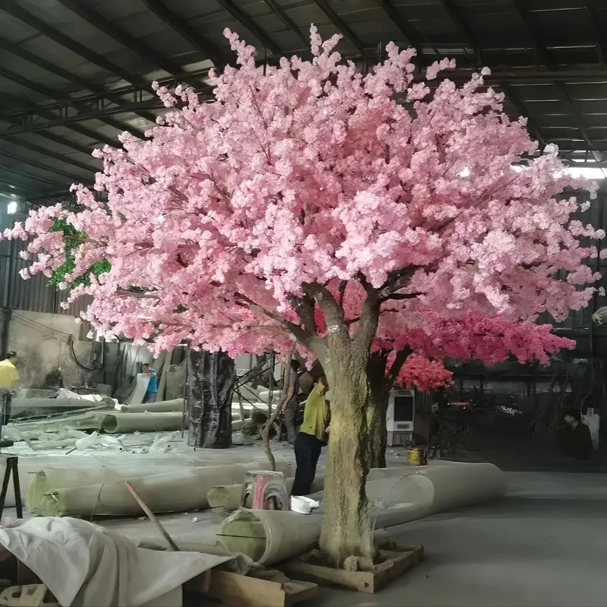 The trunk and branch frame of the blossom tree beneath its flowering canopy