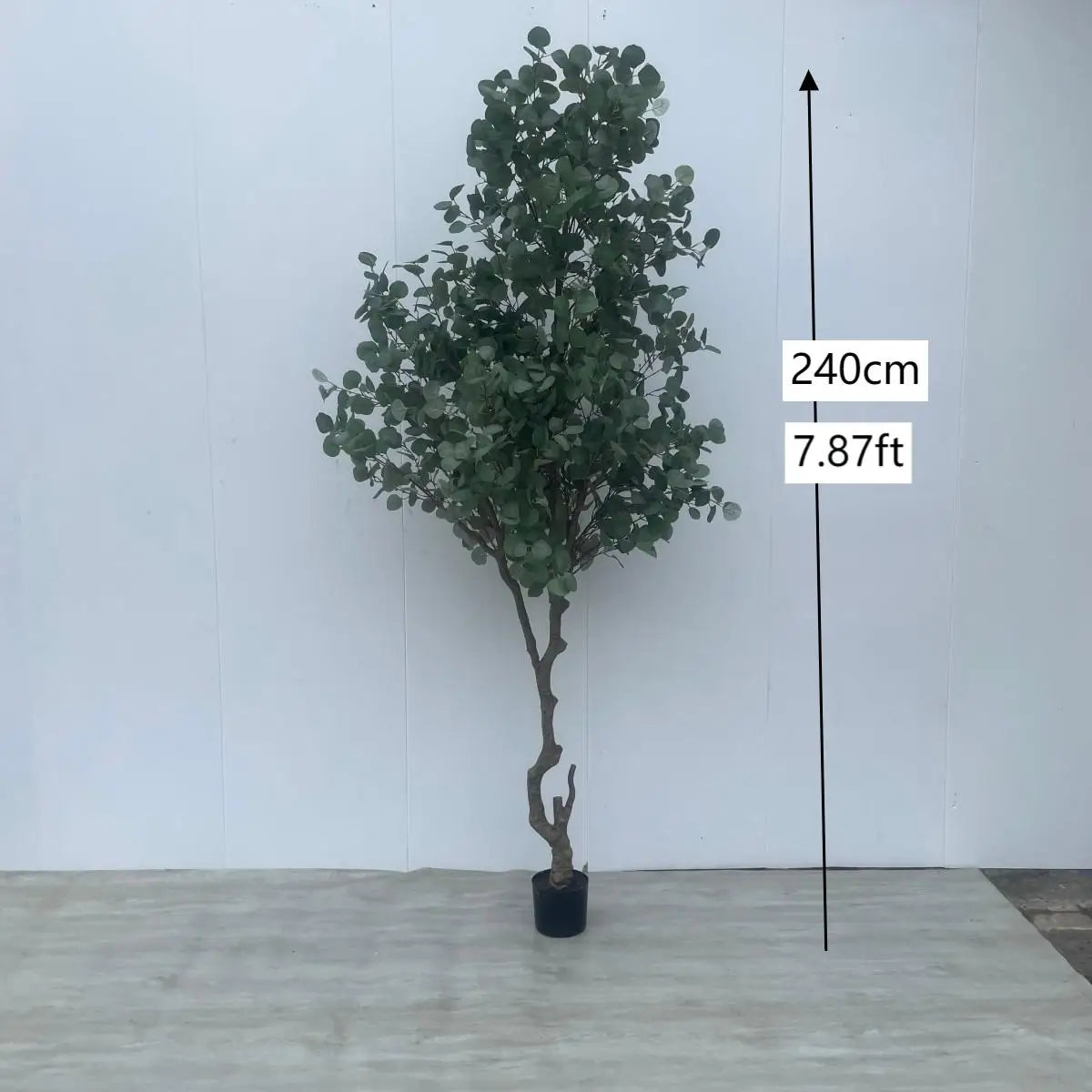 The sculpted trunk of the 2.7m eucalyptus bonsai rising out of its pot