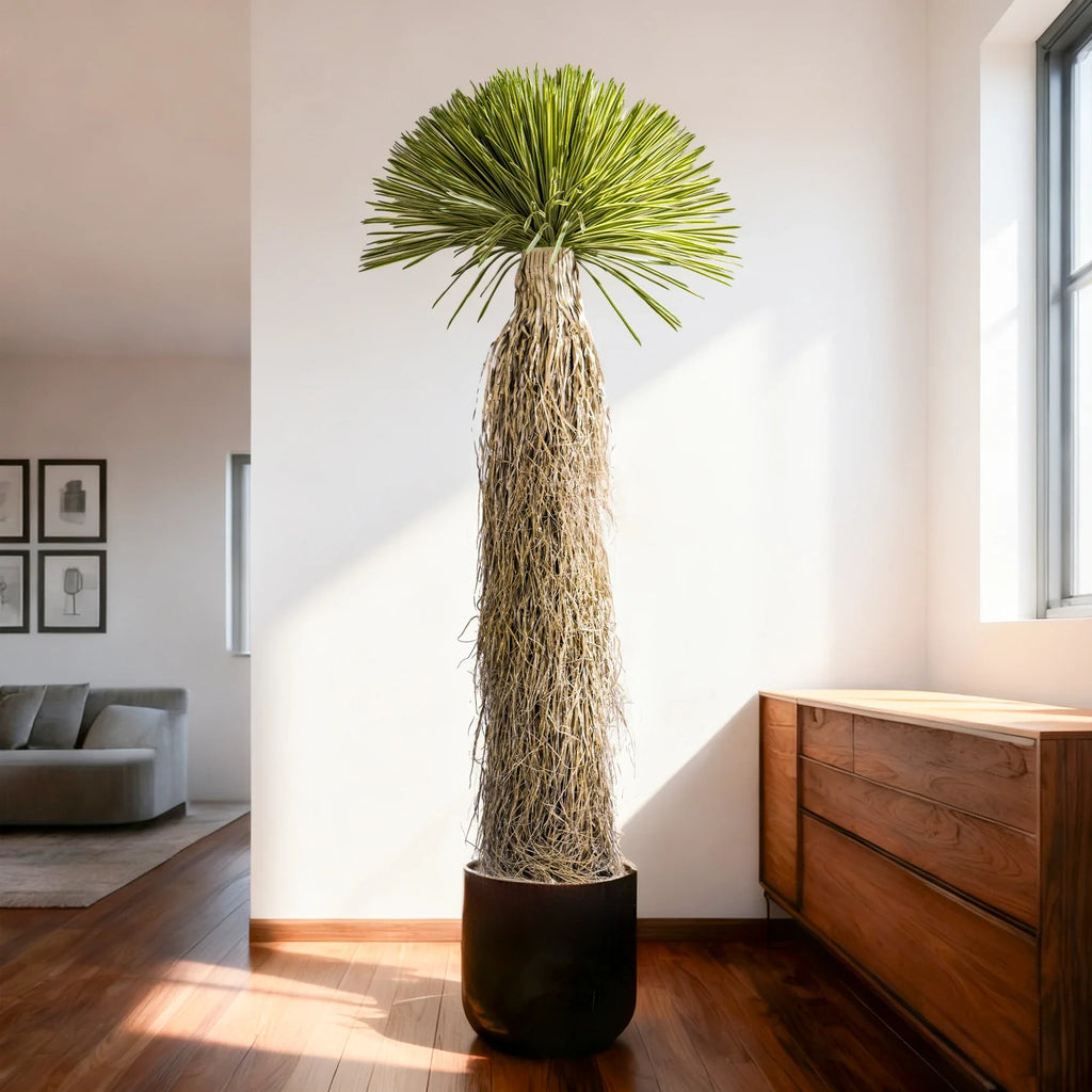 The dracaena range shown from 4.76ft up to 8.53ft, standing side by side