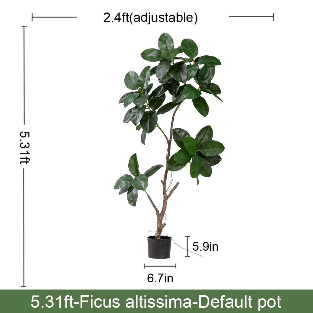 Branch tips of the banyan fig with leaves layered into a dense canopy