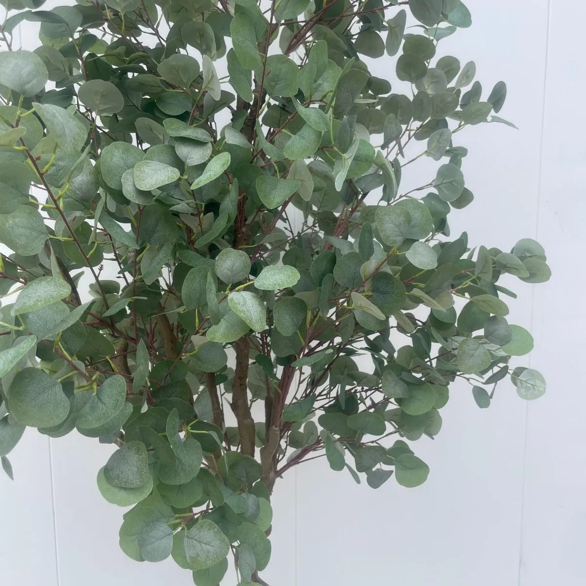 The eucalyptus tree in a hotel lobby standing beside a lounge seating group