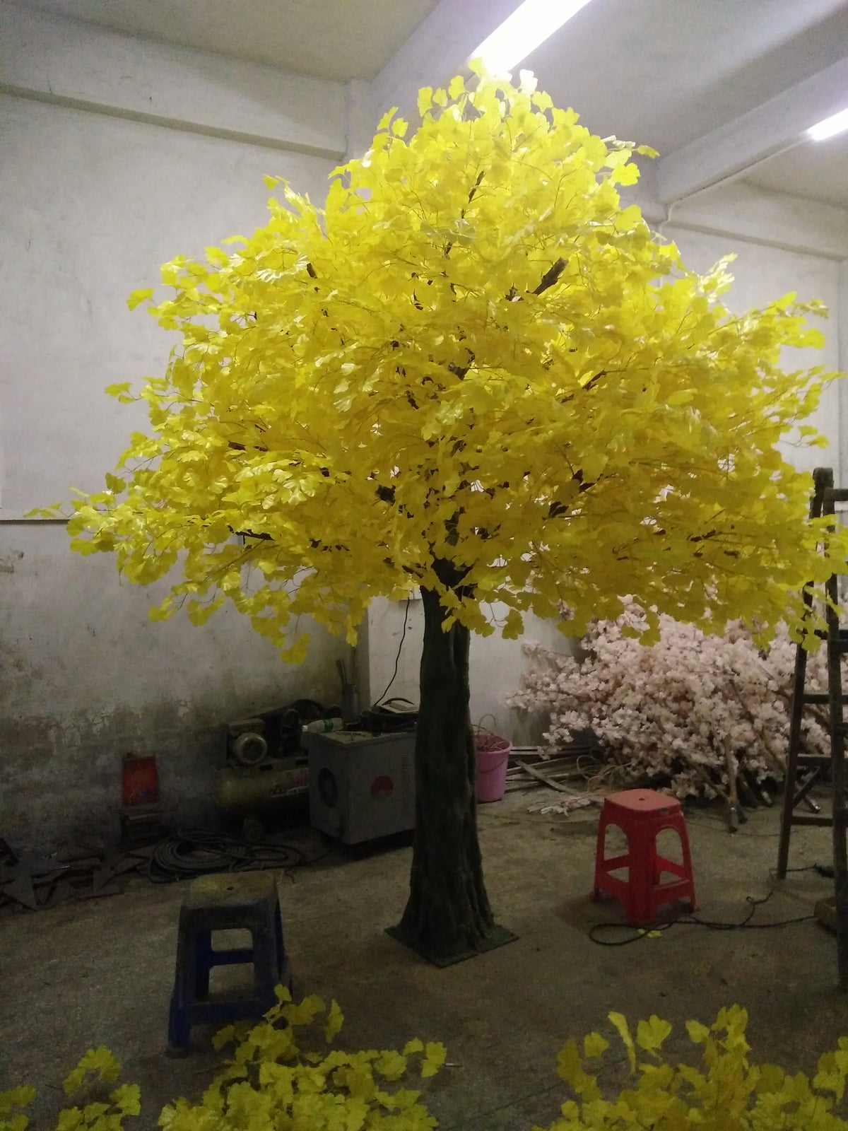 The ginkgo tree used as an indoor display piece standing beside a plain wall