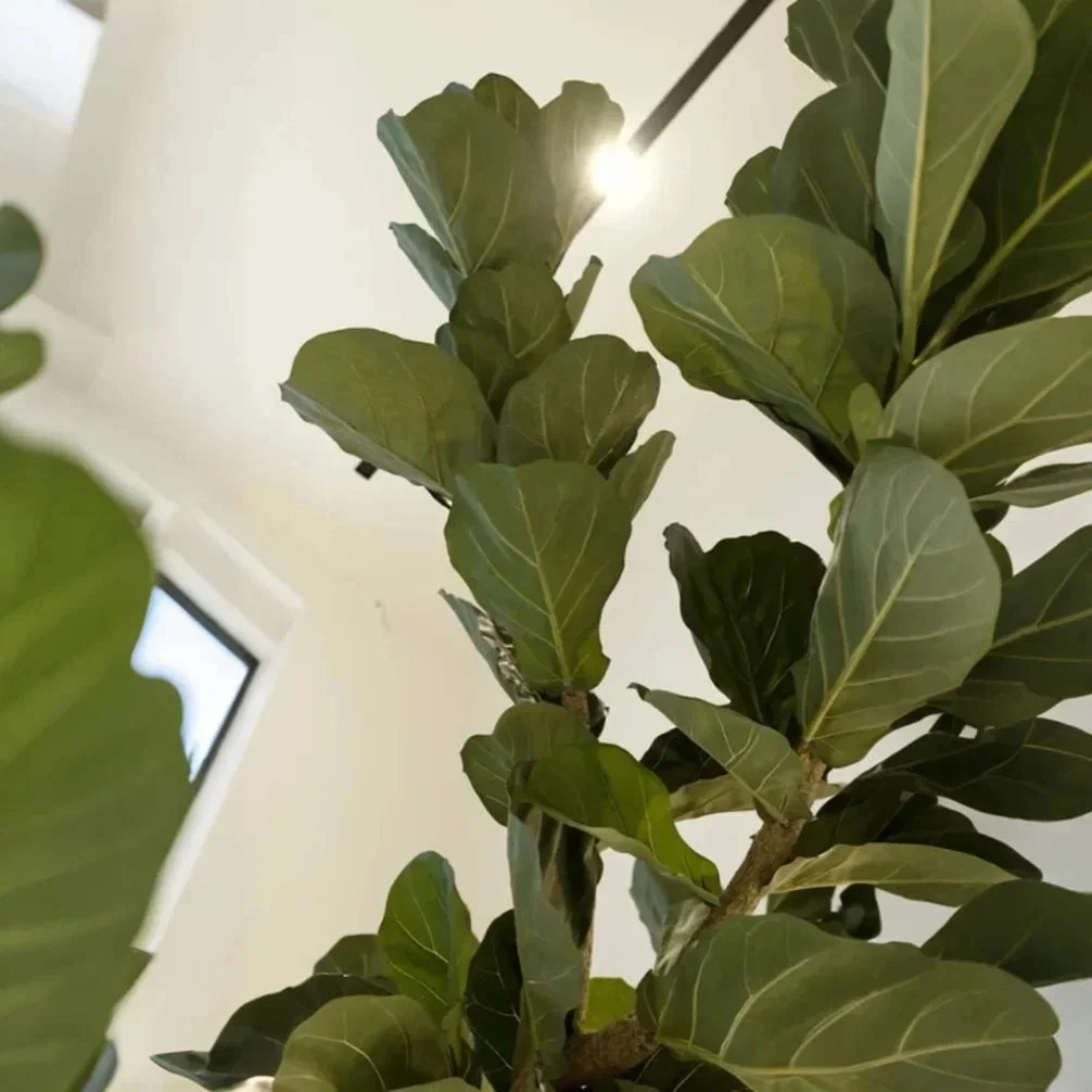 Pot and base of the 3m artificial fiddle leaf fig, topped with bark chips