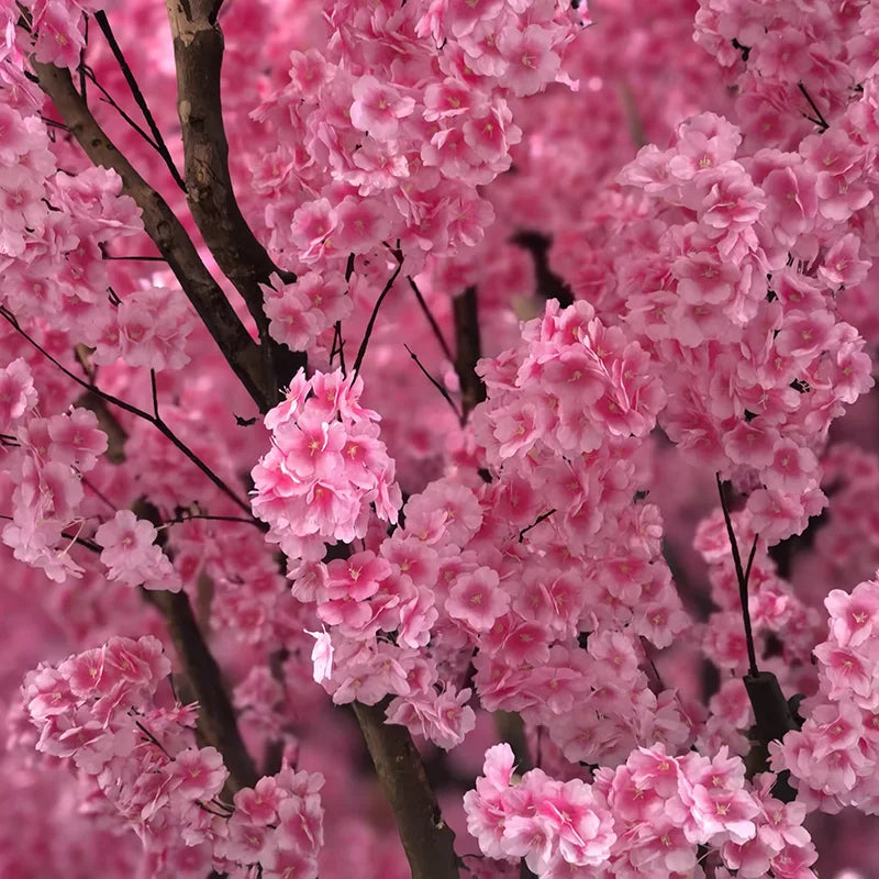 Close-up of the vibrant pink sakura flowers clustered along the branch tips