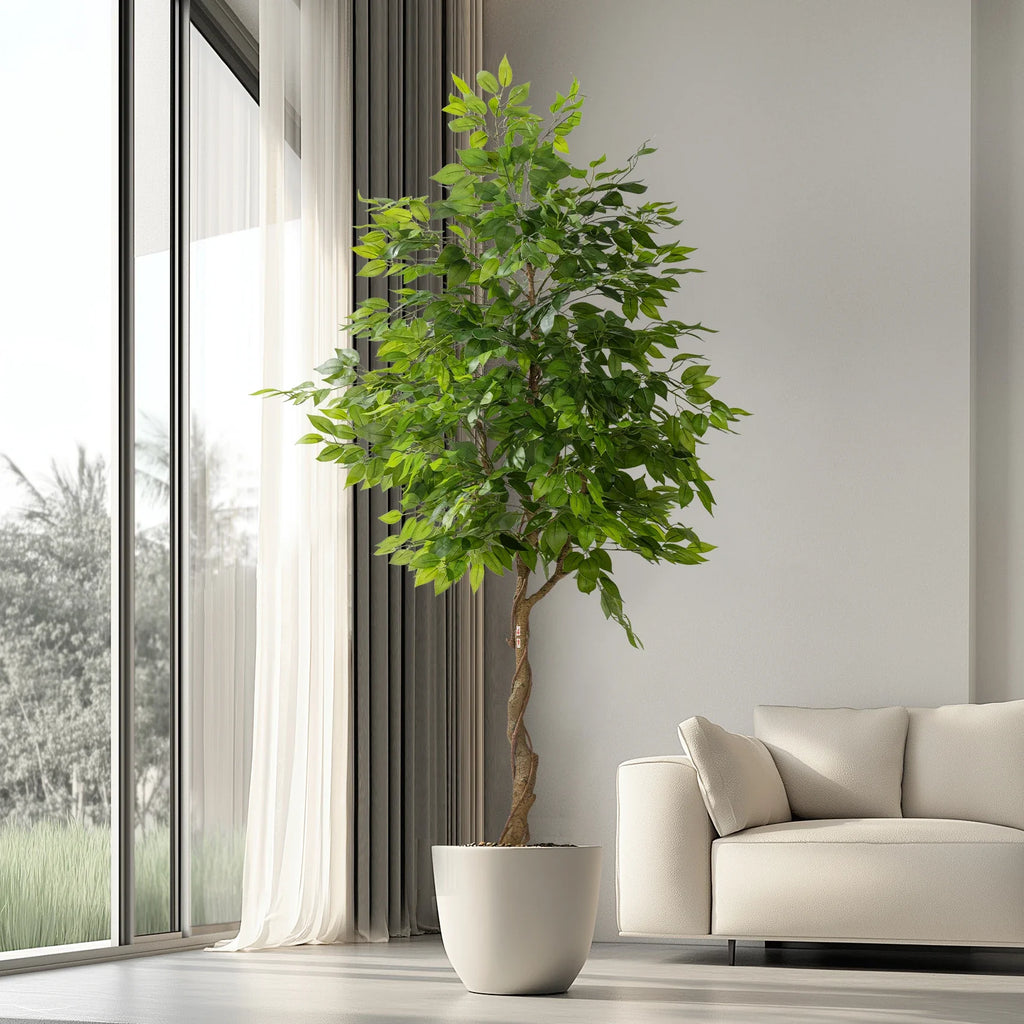 The ficus bonsai in an office lobby standing beside a low seating area