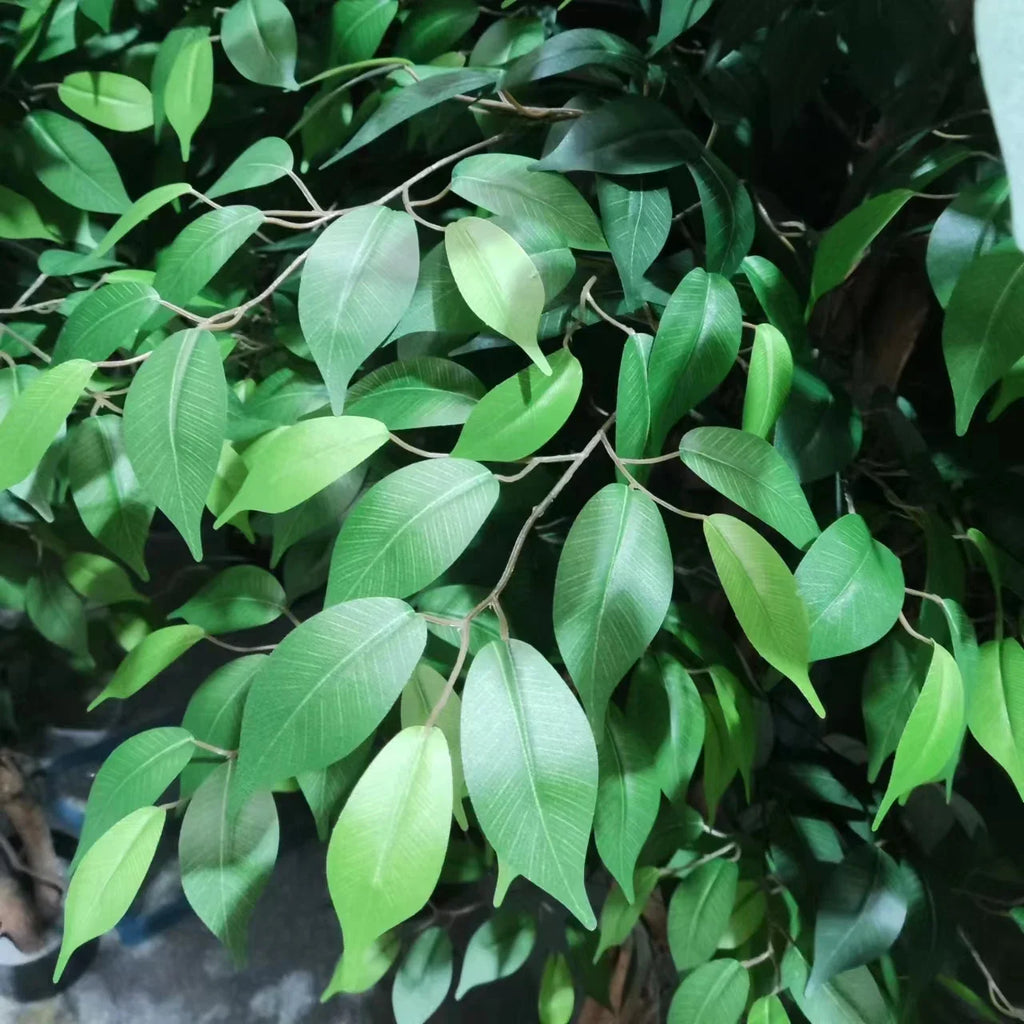 Close-up of the ficus leaves showing their glossy oval shape and deep green