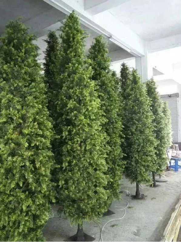 The same cypress used indoors as a tall column of green in a hotel lobby