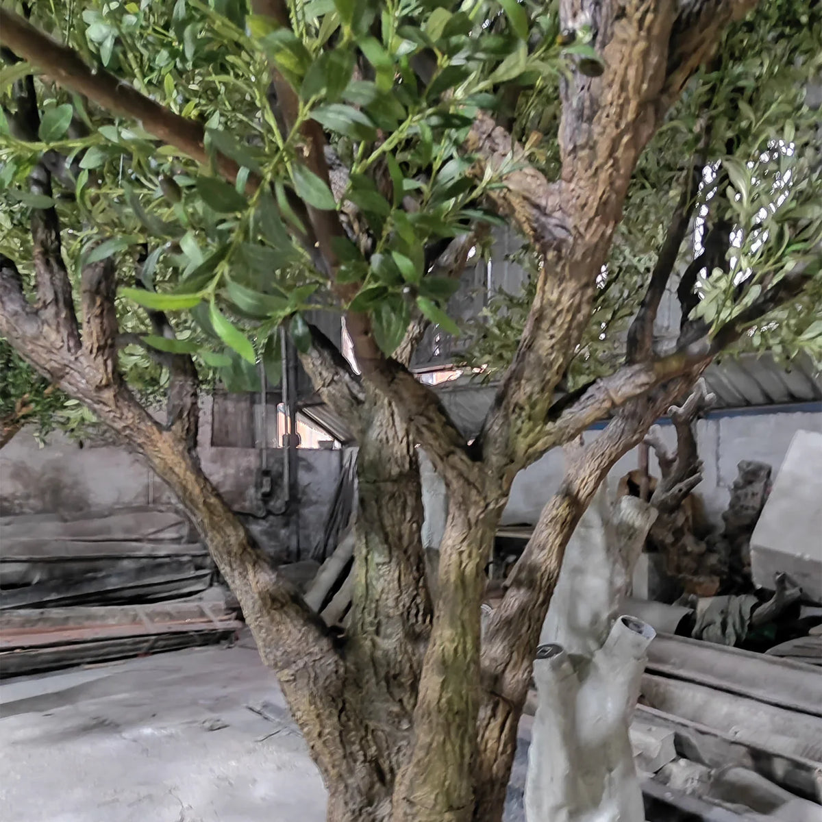 Base of the olive tree where the fibreglass trunk sets into the planter